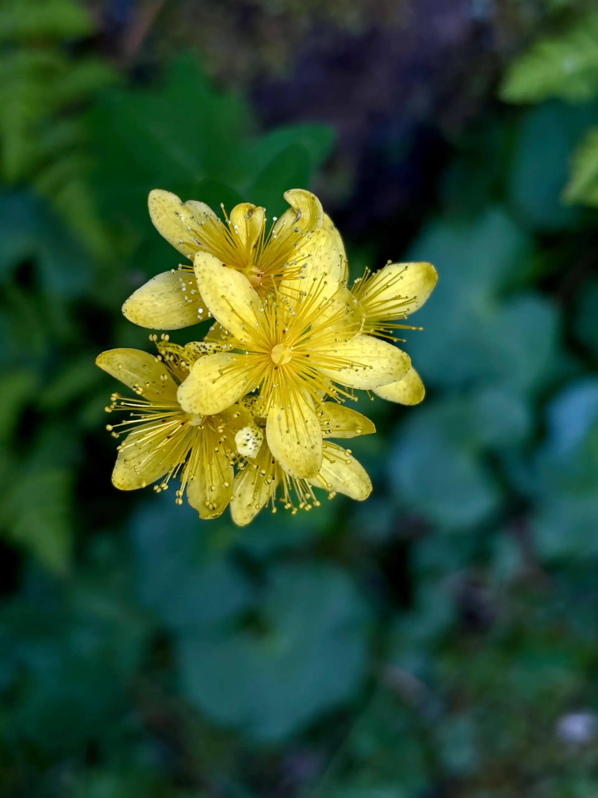 Fauna y flora pirenaicas